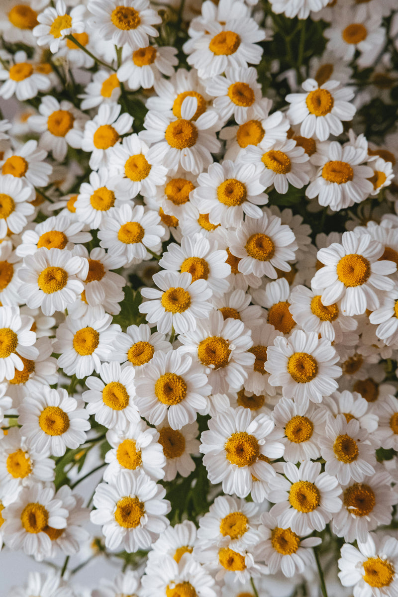3 Gentle Herbs That Soothe Sensitive Skin Naturally
